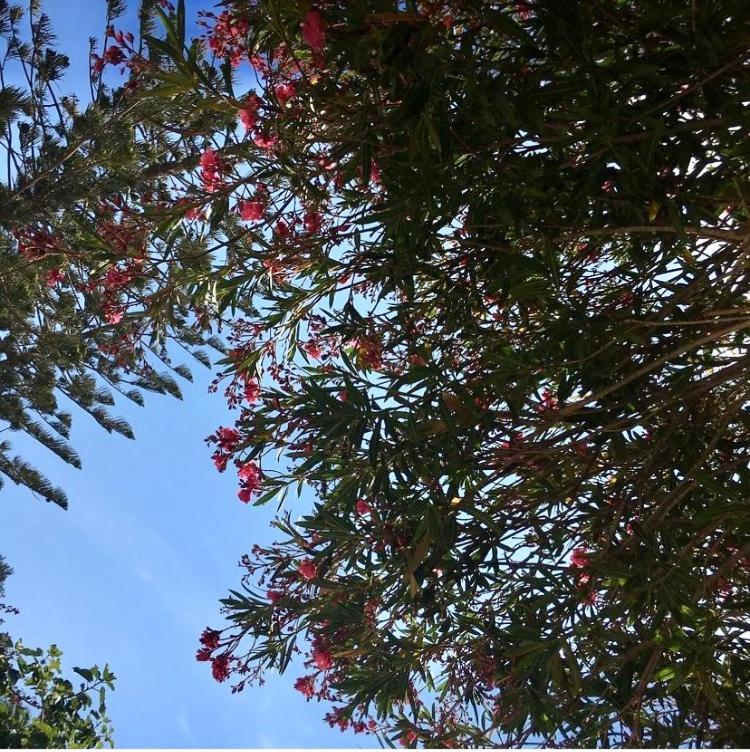 Ferienwohnung Giardino Dell'Impossibile Di Antonino Campo Favignana Exterior foto